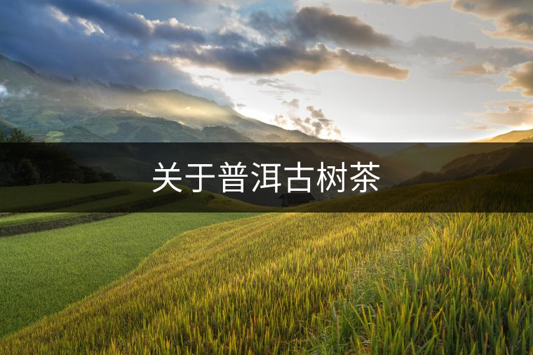 關(guān)于普洱古樹茶