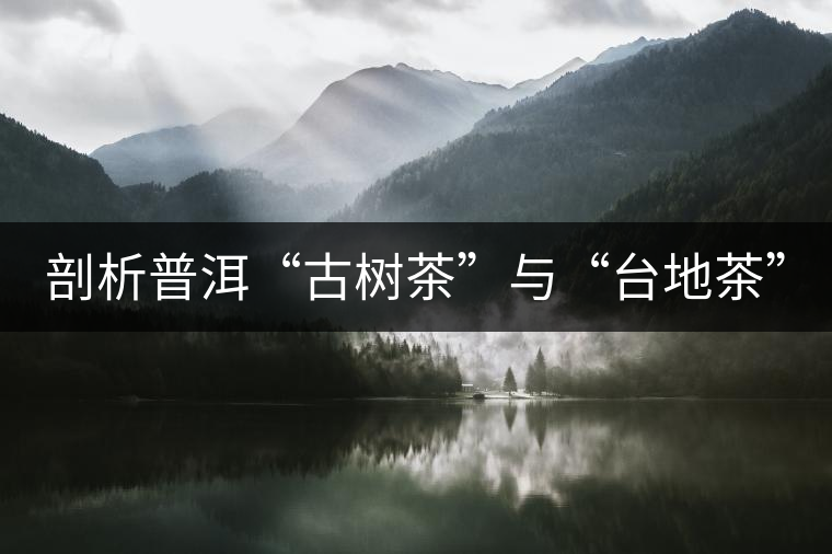 剖析普洱“古樹茶”與“臺地茶”