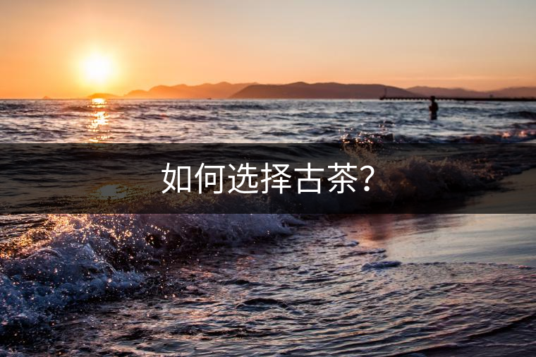 如何選擇古茶？