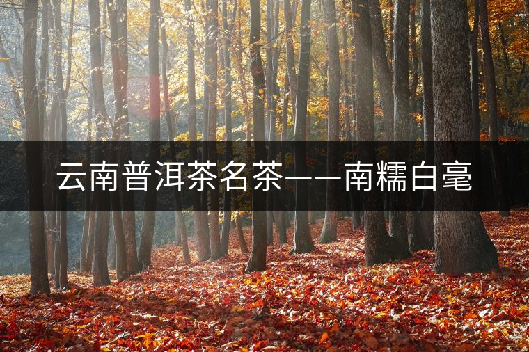 云南普洱茶名茶——南糯白毫