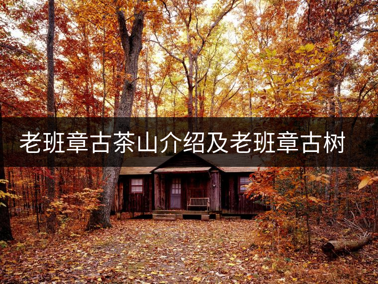 老班章古茶山介紹及老班章古樹茶的口感特點