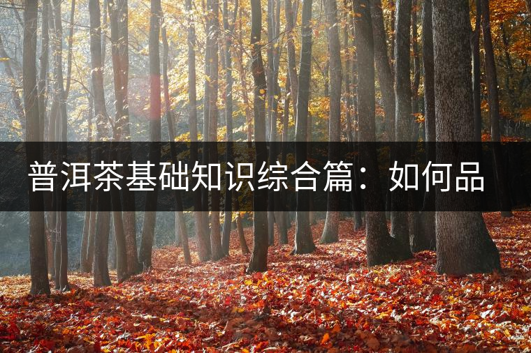 普洱茶基礎(chǔ)知識(shí)綜合篇：如何品鑒普洱茶？