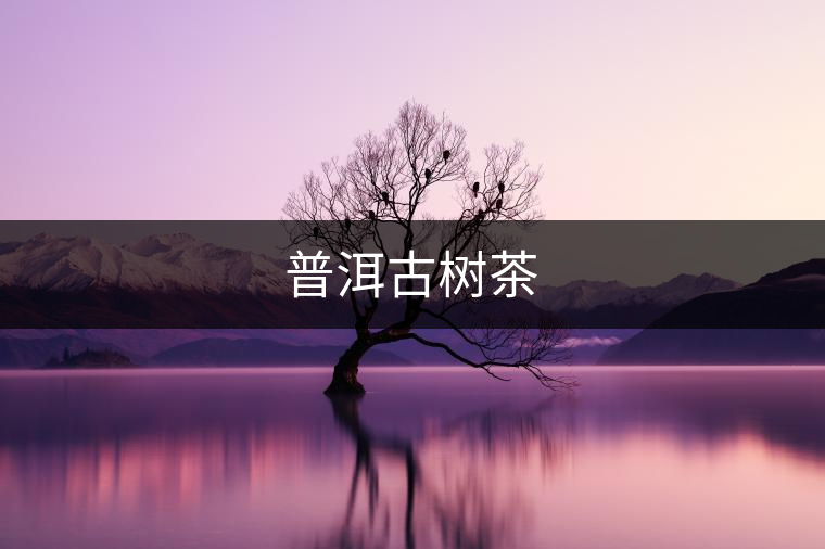 普洱古樹(shù)茶 普洱古樹(shù)茶