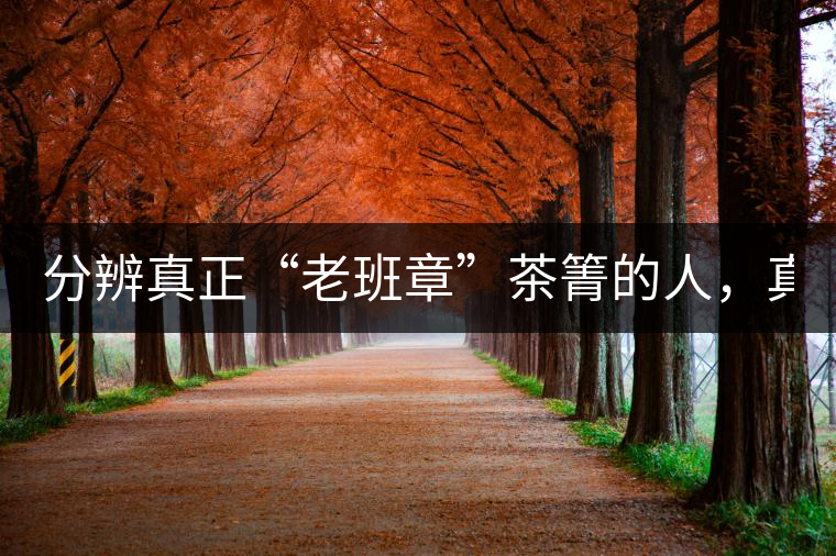 分辨真正“老班章”茶箐的人，真的不多！