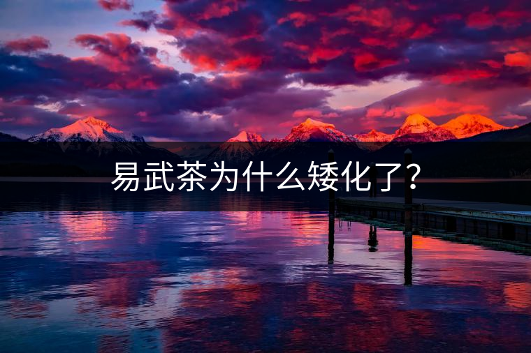 易武茶為什么矮化了？