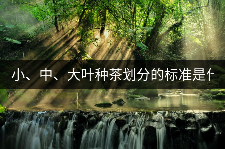 小、中、大葉種茶劃分的標(biāo)準(zhǔn)是什么？