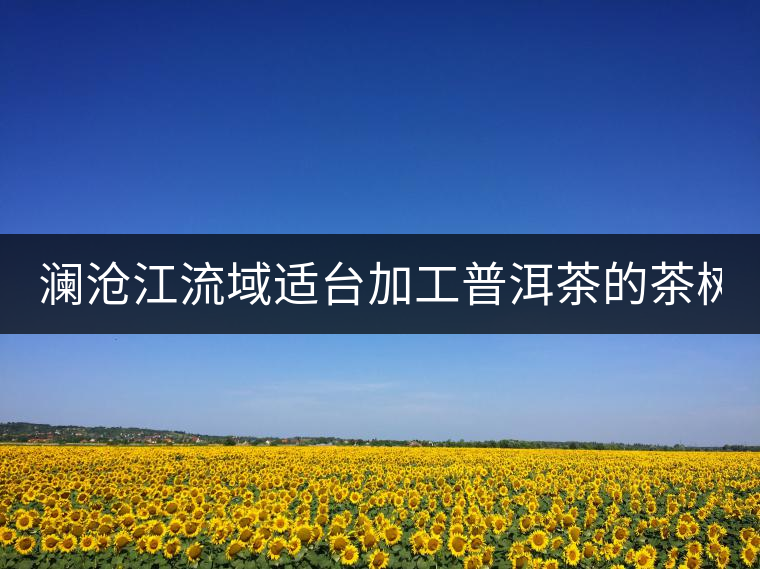 瀾滄江流域適臺加工普洱茶的茶樹品種有哪些?各有什么特點? 瀾滄江流域適臺加工普洱茶的茶樹品種有哪些?各有什么特點?