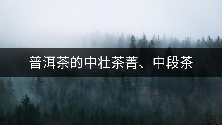 普洱茶的中壯茶菁、中段茶