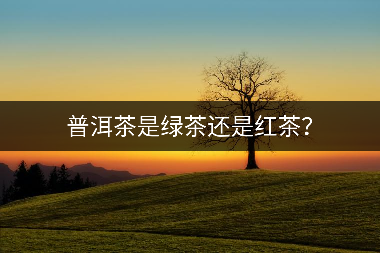 普洱茶是綠茶還是紅茶？