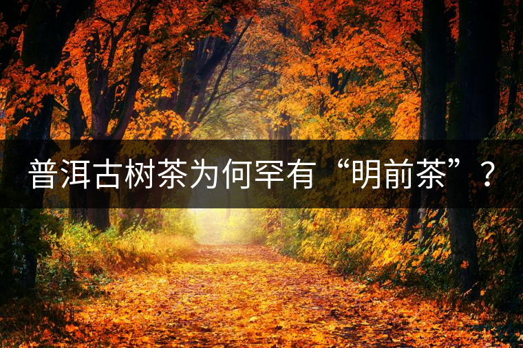 普洱古樹茶為何罕有“明前茶”？