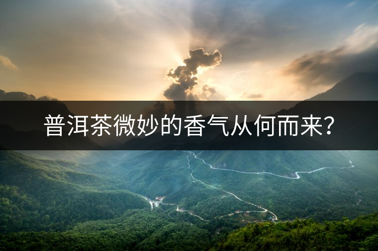 普洱茶微妙的香氣從何而來(lái)？