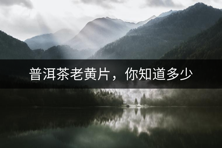 普洱茶老黃片，你知道多少