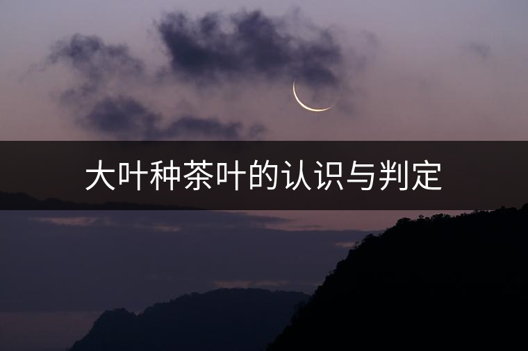 大葉種茶葉的認(rèn)識(shí)與判定