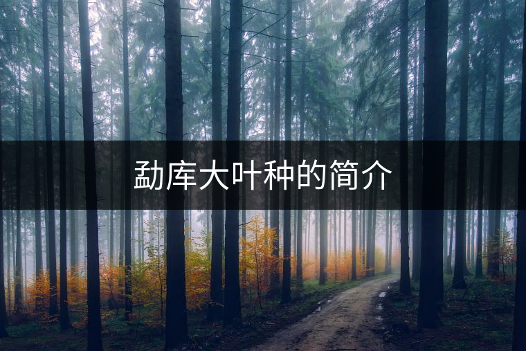 勐庫(kù)大葉種的簡(jiǎn)介 勐庫(kù)大葉種的簡(jiǎn)介