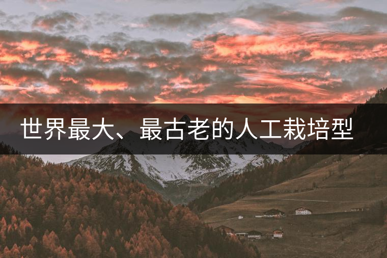 世界最大、最古老的人工栽培型的古茶樹(shù)——香竹箐茶祖