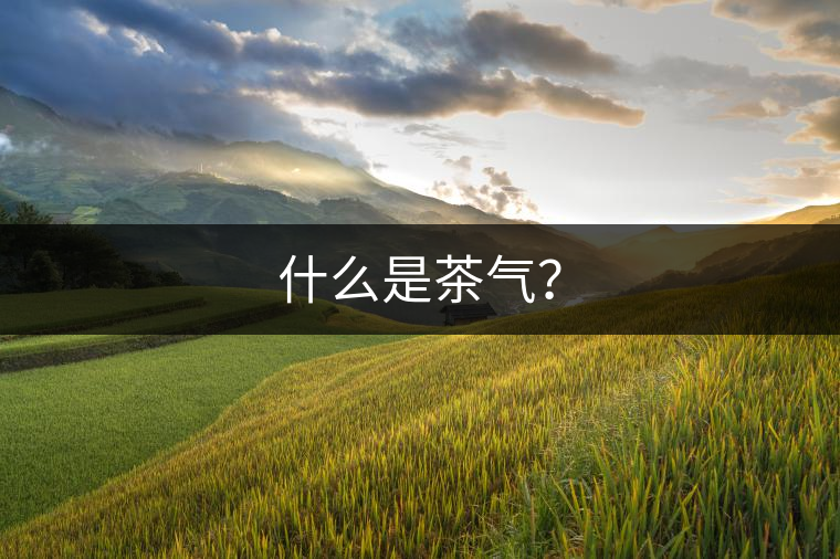 什么是茶氣? 什么是茶氣?