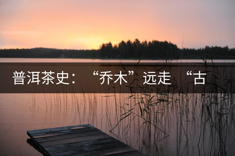 普洱茶史：“喬木”遠(yuǎn)走  “古樹(shù)”時(shí)代的到來(lái)