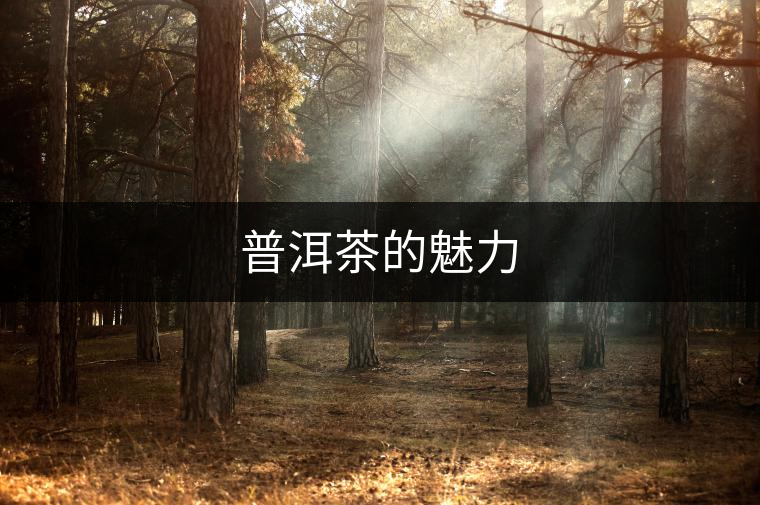 普洱茶的魅力