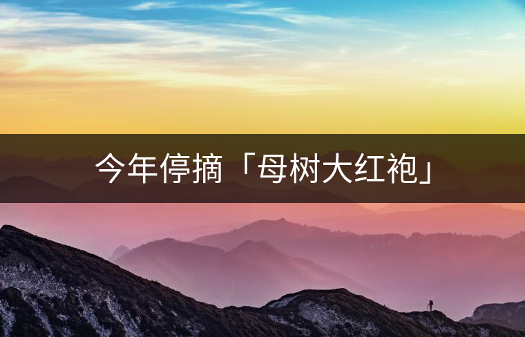 今年停摘「母樹大紅袍」