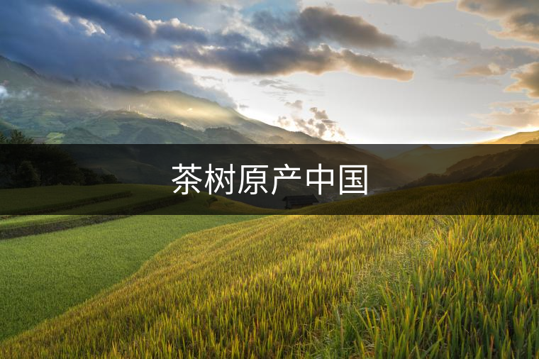 茶樹原產(chǎn)中國