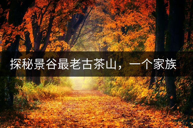 探秘景谷最老古茶山，一個(gè)家族的興茶往事