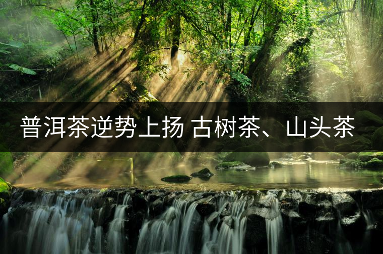 普洱茶逆勢(shì)上揚(yáng) 古樹茶、山頭茶遭“熱捧”