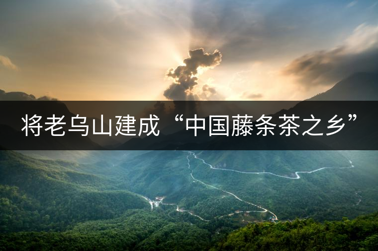 將老烏山建成“中國(guó)藤條茶之鄉(xiāng)”