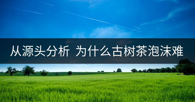 從源頭分析  為什么古樹(shù)茶泡沫難擠？