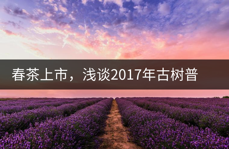 春茶上市，淺談2017年古樹普洱茶的市場增值潛力