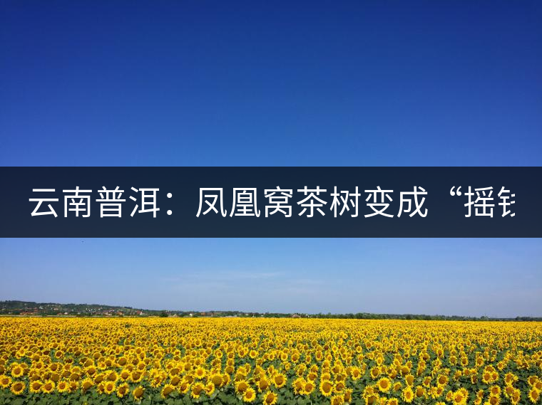 云南普洱：鳳凰窩茶樹(shù)變成“搖錢樹(shù)”