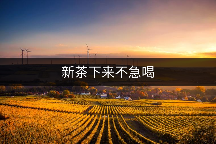 新茶下來不急喝