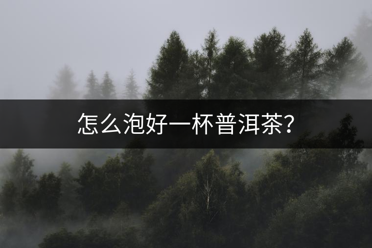 怎么泡好一杯普洱茶？