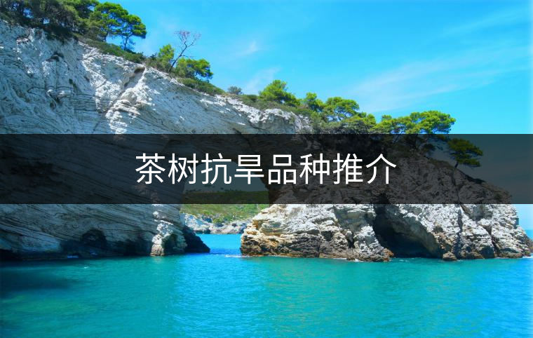 茶樹抗旱品種推介 茶樹抗旱品種推介