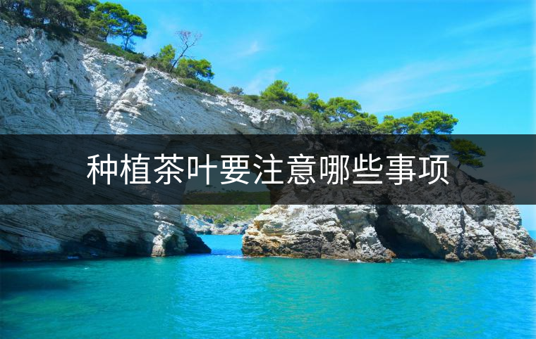 種植茶葉要注意哪些事項(xiàng) 種植茶葉要注意哪些事項(xiàng)