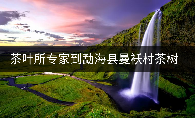 茶葉所專家到勐?？h曼襖村茶樹病蟲害診斷