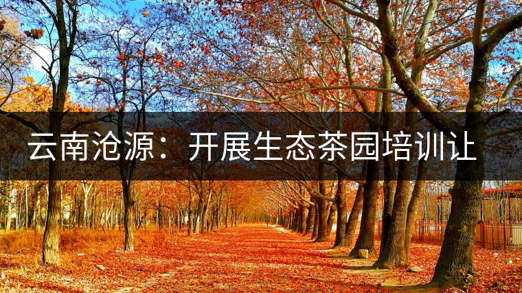 云南滄源:開(kāi)展生態(tài)茶園培訓(xùn)讓茶業(yè)增產(chǎn)增質(zhì) 云南滄源:開(kāi)展生態(tài)茶園培訓(xùn)讓茶業(yè)增產(chǎn)增質(zhì)