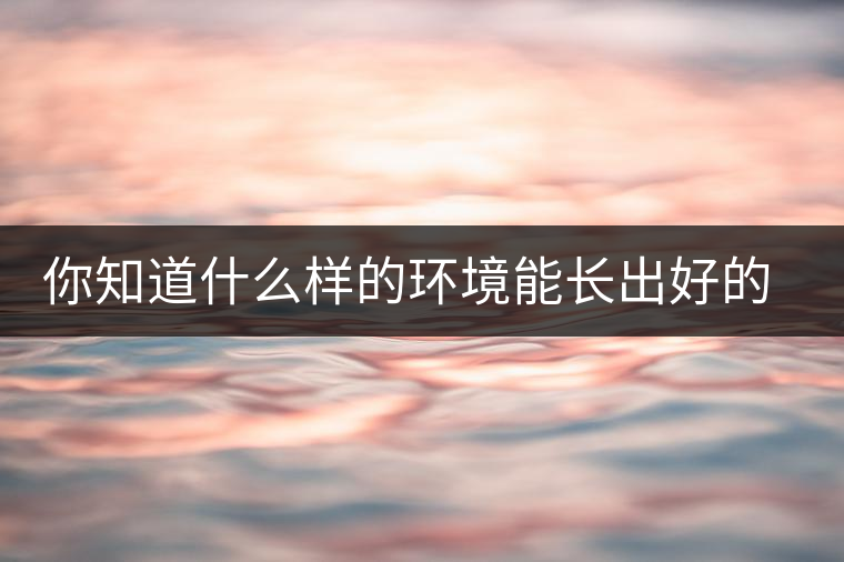 你知道什么樣的環(huán)境能長(zhǎng)出好的古樹(shù)普洱茶嗎？