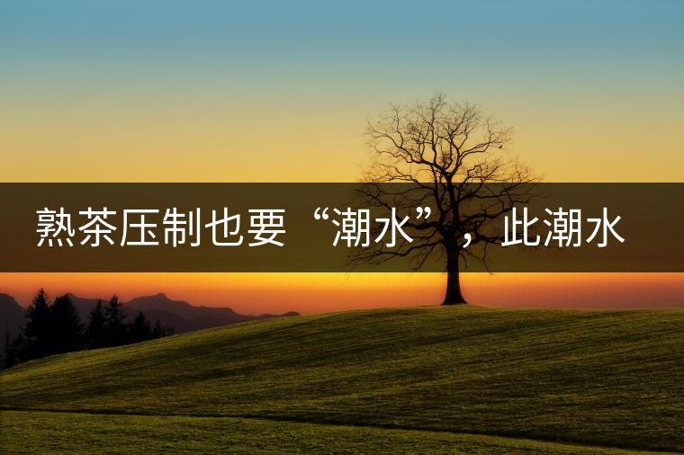 熟茶壓制也要“潮水”，此潮水的目的是什么？