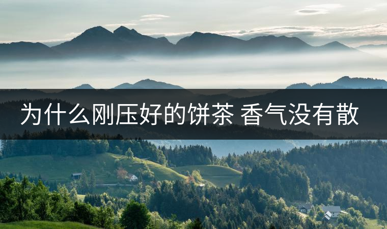 為什么剛壓好的餅茶 香氣沒有散茶好？