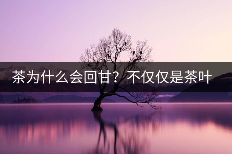茶為什么會回甘？不僅僅是茶葉中含糖那么簡單