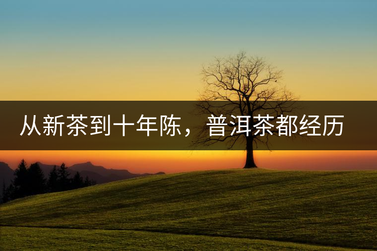 從新茶到十年陳，普洱茶都經(jīng)歷了什么？