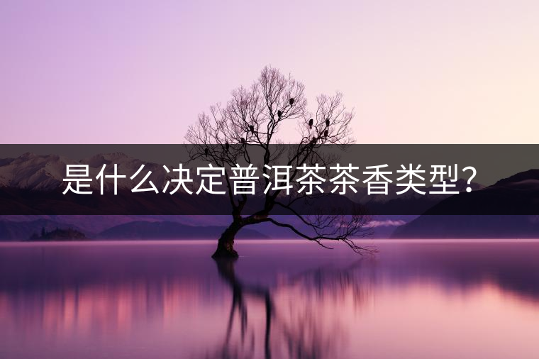 是什么決定普洱茶茶香類型？