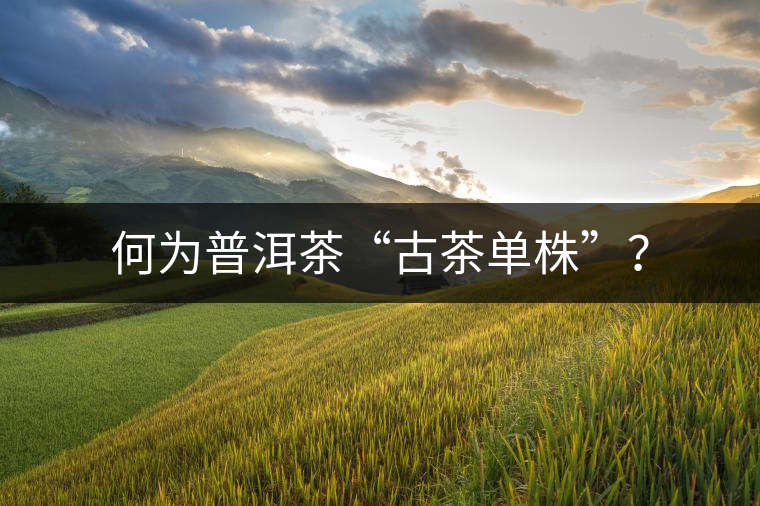 何為普洱茶“古茶單株”？