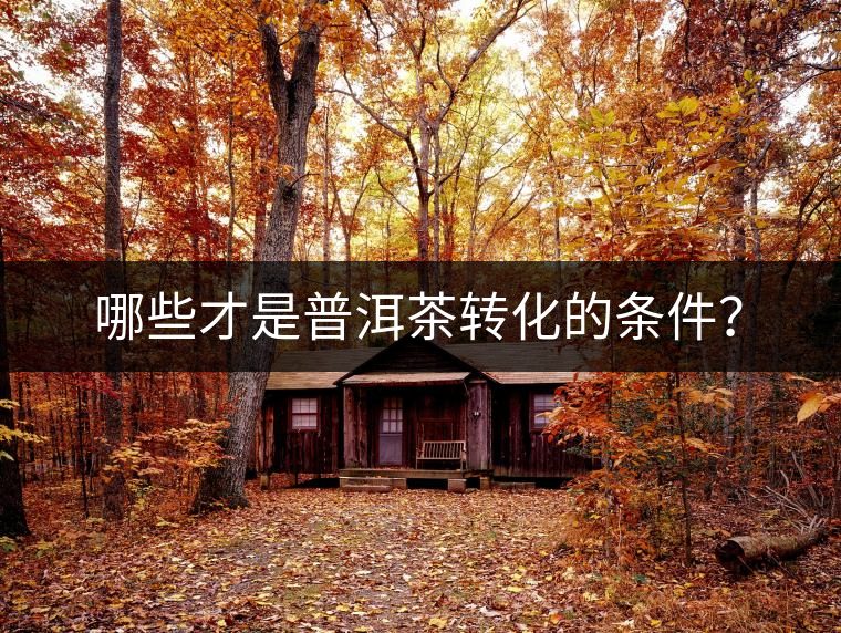 哪些才是普洱茶轉(zhuǎn)化的條件？