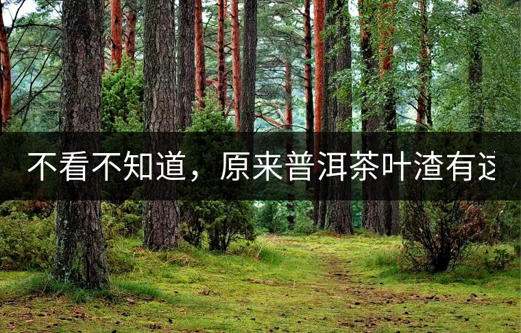 不看不知道，原來普洱茶葉渣有這么多作用！