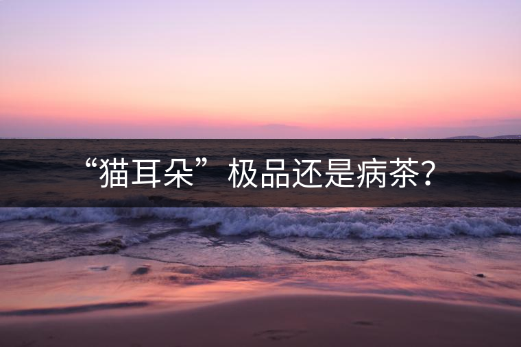 “貓耳朵”極品還是病茶？