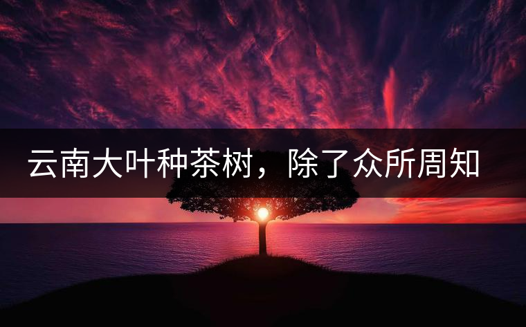 云南大葉種茶樹，除了眾所周知的“勐庫種”“勐海種”以外，還有那些品質(zhì)獨特的品種呢