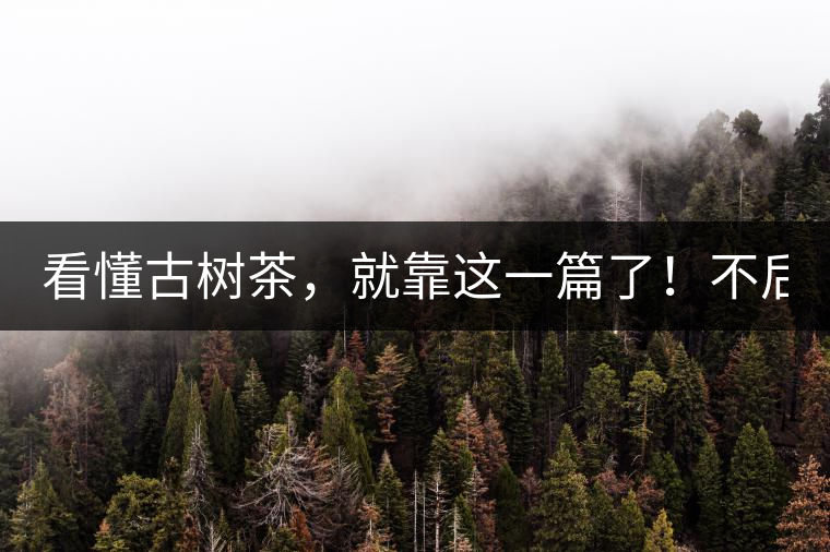 看懂古樹茶，就靠這一篇了！不后悔!