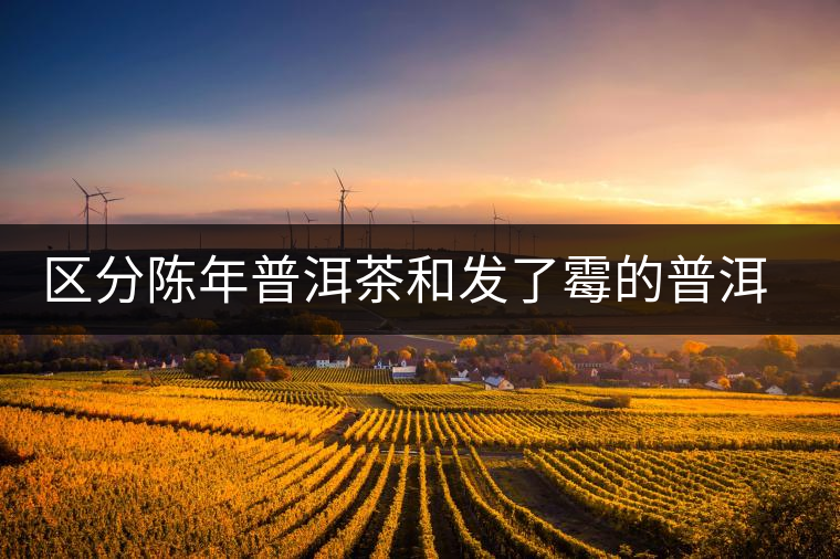 區(qū)分陳年普洱茶和發(fā)了霉的普洱有什么不同？