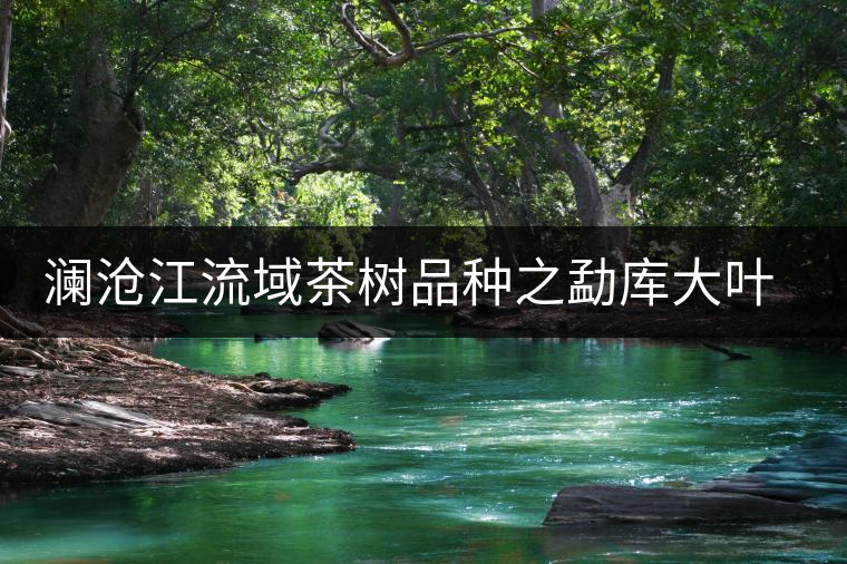 瀾滄江流域茶樹(shù)品種之勐庫(kù)大葉種茶 瀾滄江流域茶樹(shù)品種之勐庫(kù)大葉種茶